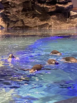 すみだ水族館に投稿された画像（2020/9/8）