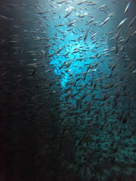 武藤潜水に投稿された画像（2020/9/9）