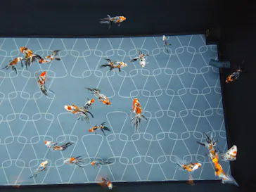 すみだ水族館に投稿された画像（2020/9/9）