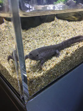 すみだ水族館に投稿された画像（2020/9/9）