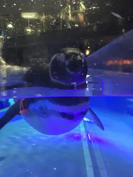 すみだ水族館に投稿された画像（2020/9/9）