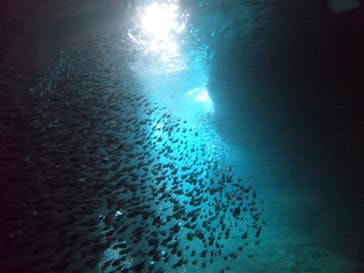 武藤潜水に投稿された画像（2020/9/9）