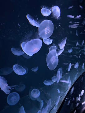 サンシャイン水族館に投稿された画像（2020/9/9）