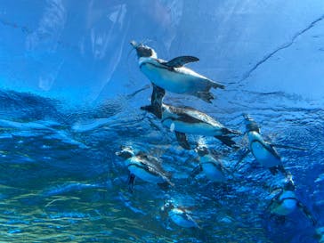 サンシャイン水族館に投稿された画像（2020/9/9）