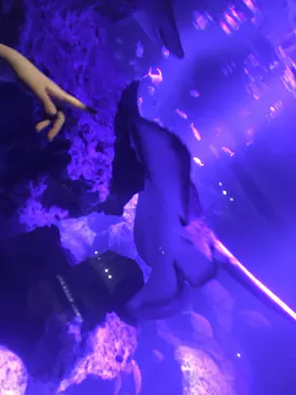 すみだ水族館に投稿された画像（2020/9/9）