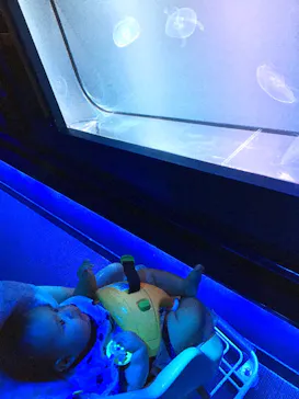 すみだ水族館に投稿された画像（2020/9/9）