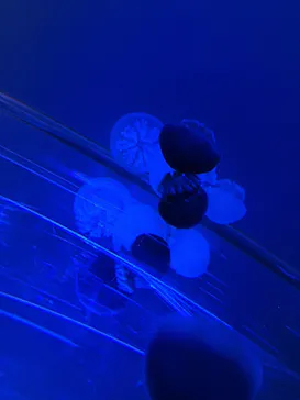 すみだ水族館に投稿された画像（2020/9/9）