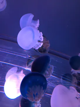 すみだ水族館に投稿された画像（2020/9/9）