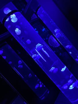 サンシャイン水族館に投稿された画像（2020/9/9）