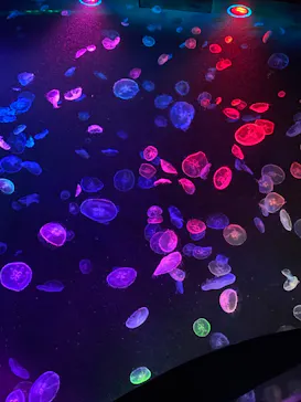 すみだ水族館に投稿された画像（2020/8/16）