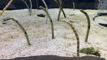 すみだ水族館に投稿された画像（2020/8/16）