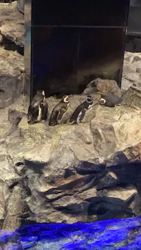 すみだ水族館に投稿された画像（2020/8/16）