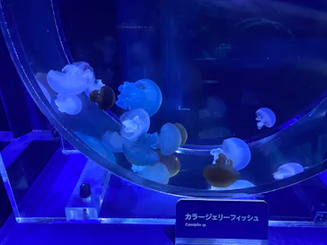 すみだ水族館に投稿された画像（2020/8/16）