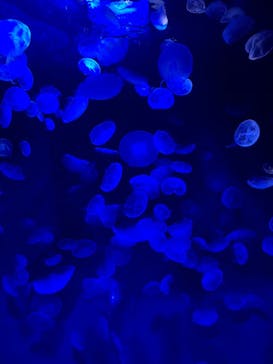 サンシャイン水族館に投稿された画像（2020/9/9）