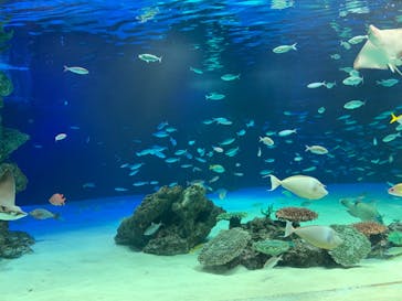 サンシャイン水族館に投稿された画像（2020/9/9）