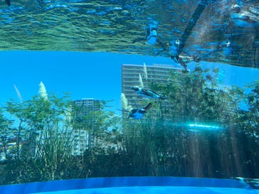 サンシャイン水族館に投稿された画像（2020/9/9）