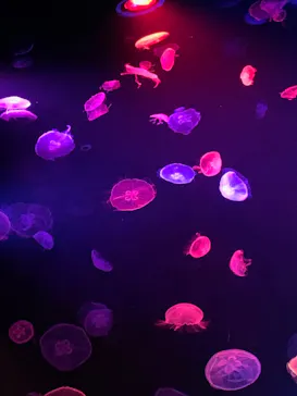 すみだ水族館に投稿された画像（2020/9/9）