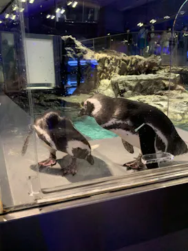 すみだ水族館に投稿された画像（2020/9/9）