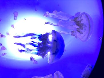 サンシャイン水族館に投稿された画像（2020/9/9）