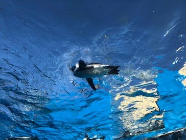 サンシャイン水族館に投稿された画像（2020/9/9）