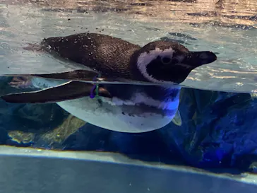 すみだ水族館に投稿された画像（2020/9/9）