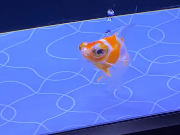 すみだ水族館に投稿された画像（2020/9/9）