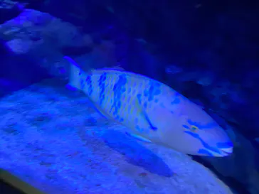 すみだ水族館に投稿された画像（2020/9/9）