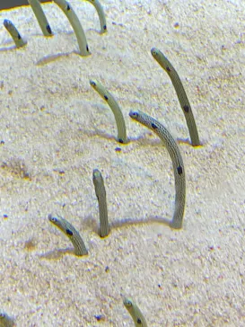 すみだ水族館に投稿された画像（2020/9/9）