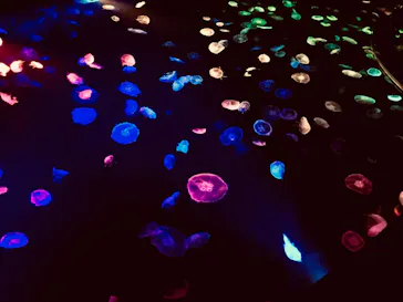 すみだ水族館に投稿された画像（2020/9/9）