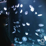 サンシャイン水族館に投稿された画像（2020/9/9）