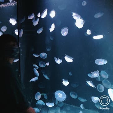 サンシャイン水族館に投稿された画像（2020/9/9）