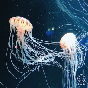 サンシャイン水族館に投稿された画像（2020/9/9）