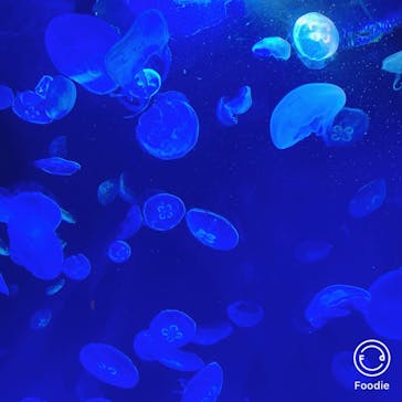 サンシャイン水族館に投稿された画像（2020/9/9）