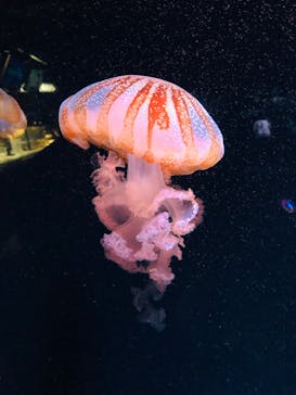 京都水族館に投稿された画像（2020/9/9）