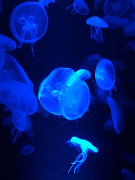 京都水族館に投稿された画像（2020/9/9）