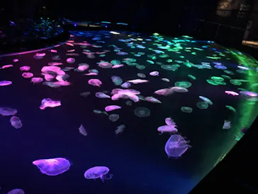 すみだ水族館に投稿された画像（2020/9/9）