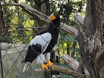 旭川市旭山動物園に投稿された画像（2020/9/9）
