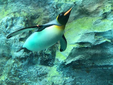 旭川市旭山動物園に投稿された画像（2020/9/9）