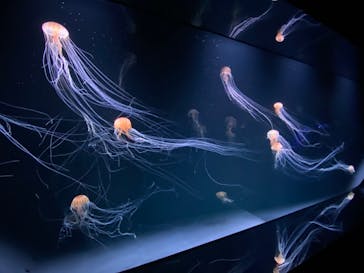 サンシャイン水族館に投稿された画像（2020/9/10）