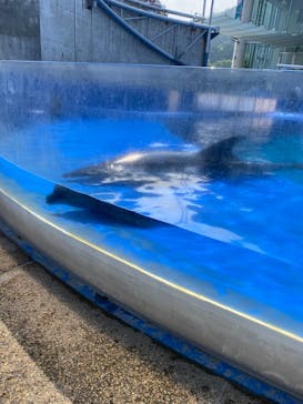 大分マリーンパレス水族館 「うみたまご」に投稿された画像（2020/9/10）