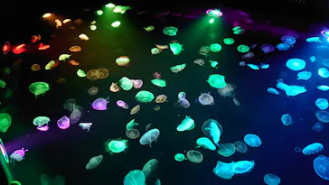 すみだ水族館に投稿された画像（2020/9/10）