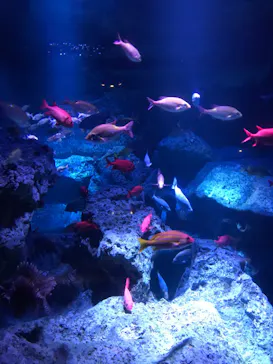 すみだ水族館に投稿された画像（2020/9/10）