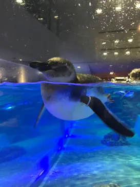 すみだ水族館に投稿された画像（2020/9/10）