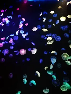 すみだ水族館に投稿された画像（2020/9/10）