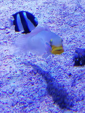 すみだ水族館に投稿された画像（2020/9/10）