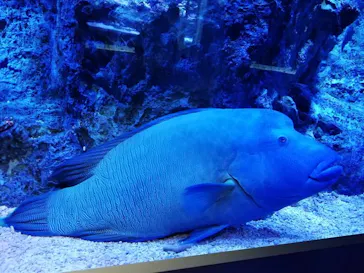 すみだ水族館に投稿された画像（2020/9/10）