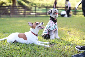 わんダフルネイチャーヴィレッジに投稿された画像（2020/9/10）