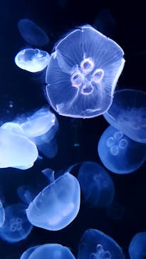 サンシャイン水族館に投稿された画像（2020/9/10）