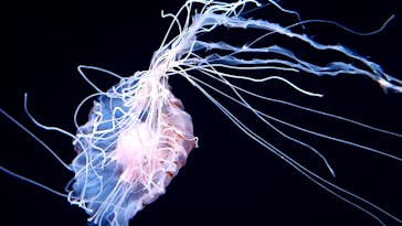 サンシャイン水族館に投稿された画像（2020/9/10）