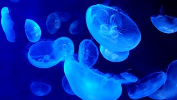 サンシャイン水族館に投稿された画像（2020/9/10）